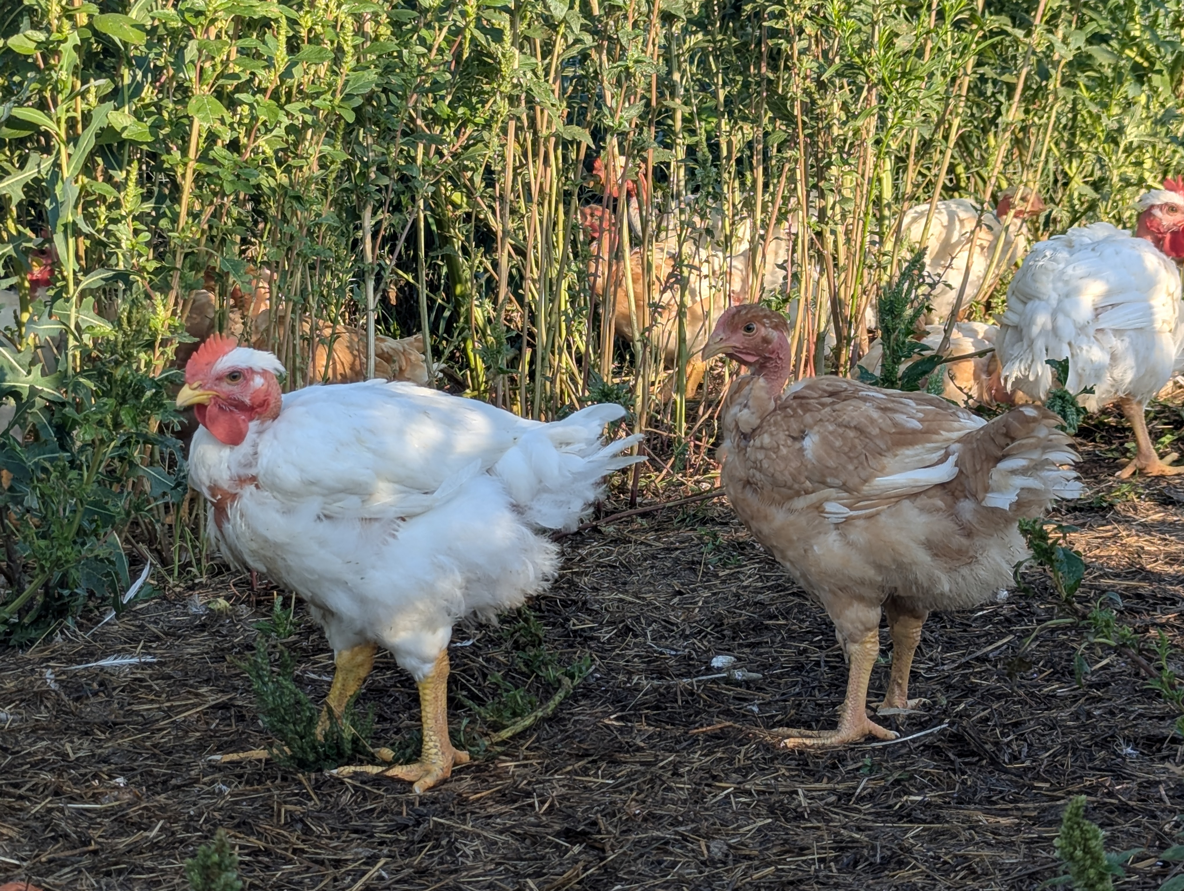 Pioneer Chickens in pasture
