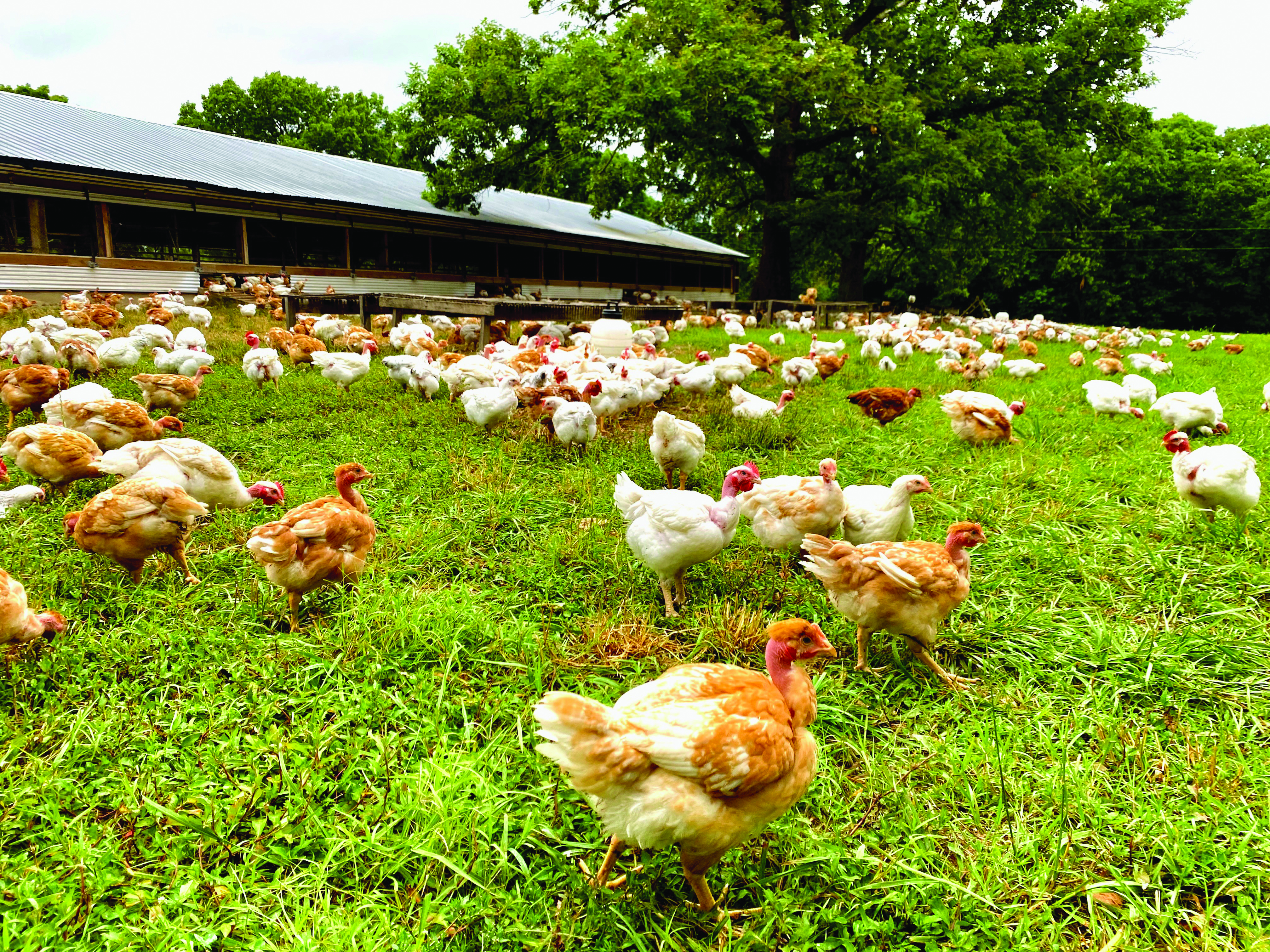 Pioneer chickens adapting to a farm environment