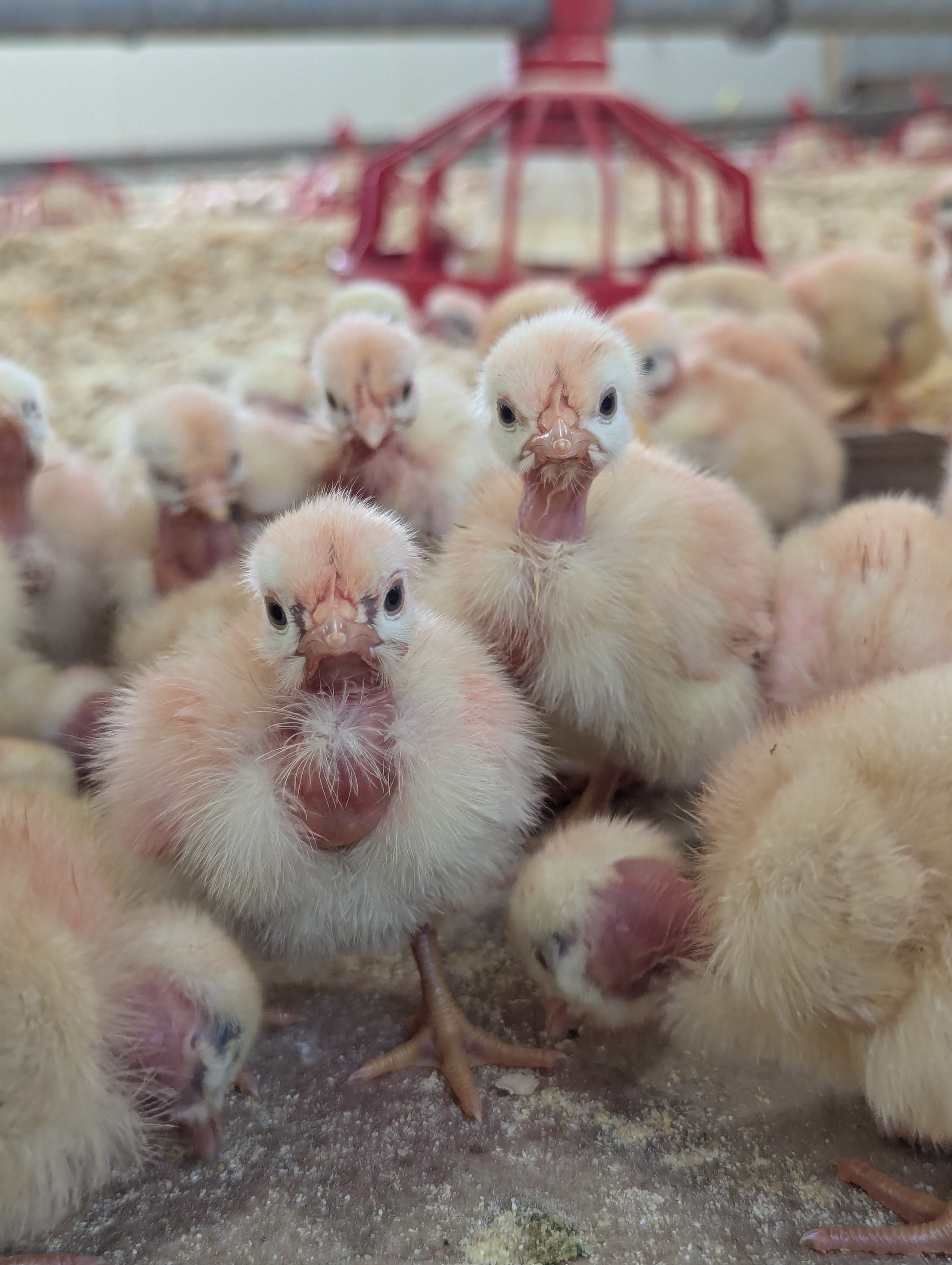 Day-old Pioneer Naked Neck chicks