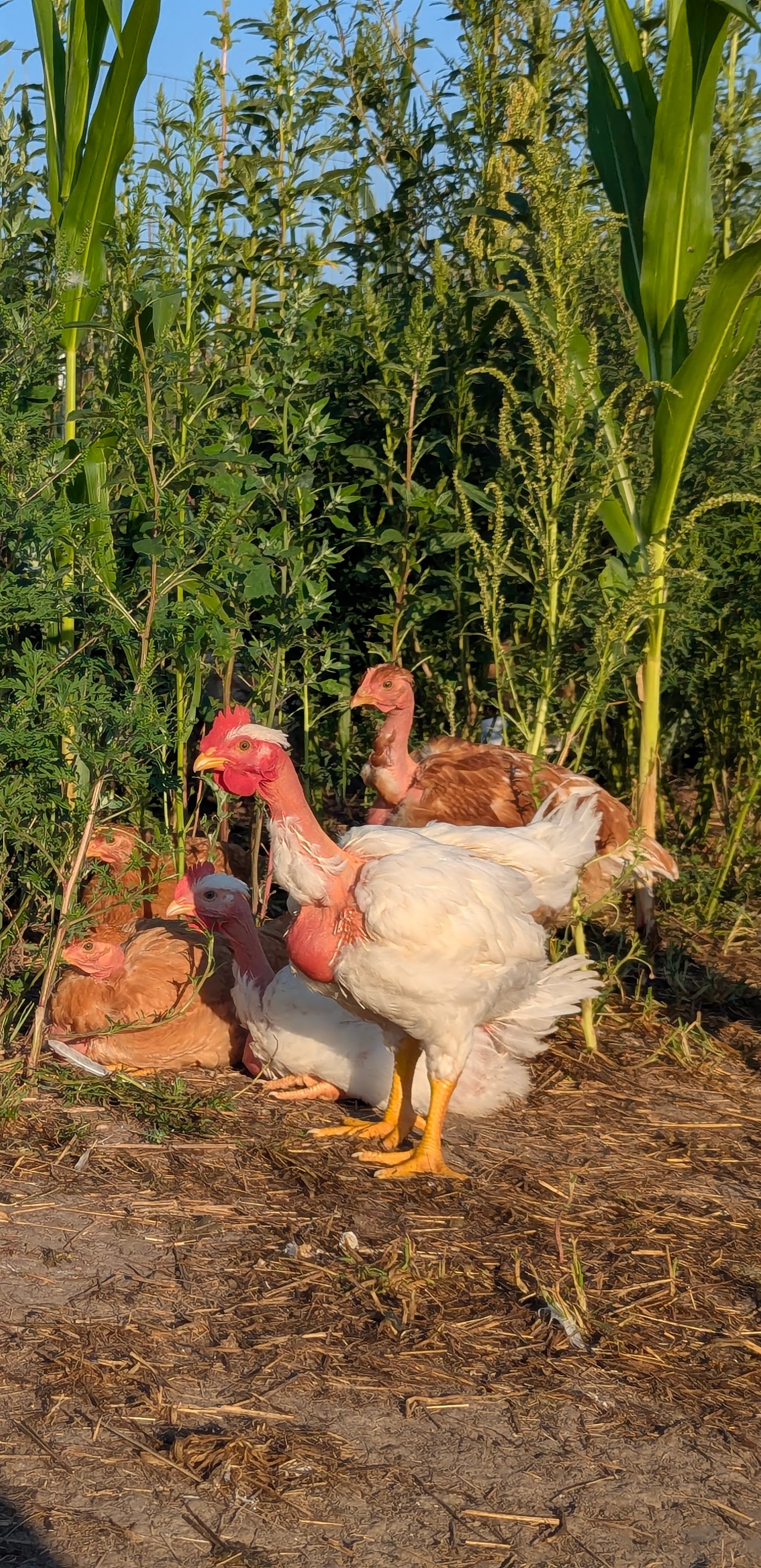 Pioneer chickens resting in tall plants